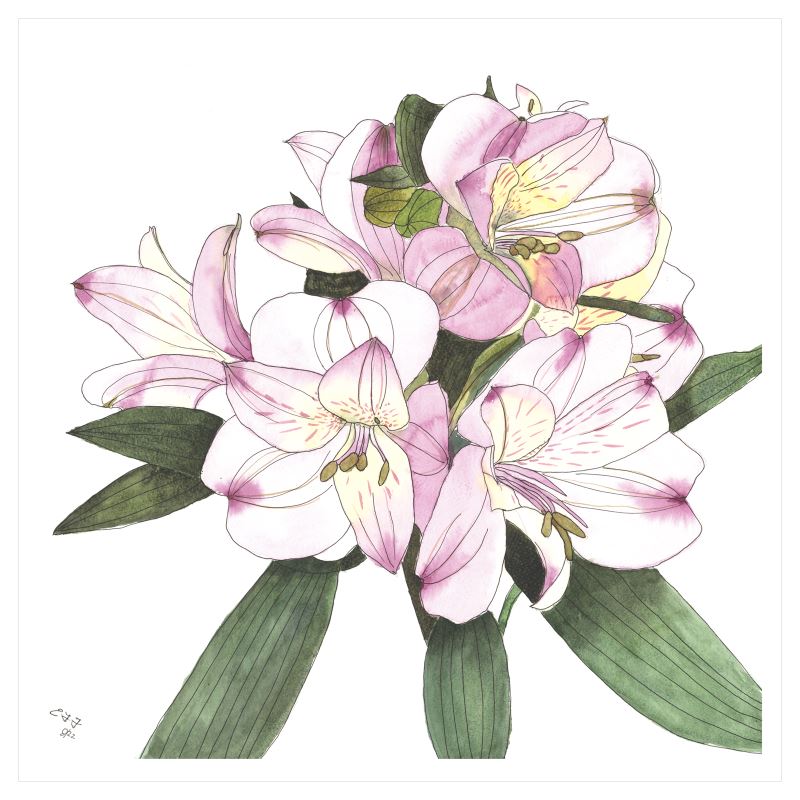 Fine Art Print: Alstroemeria 14in x 14in